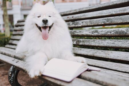 Cute pedigree pet laying near book on bench outsideの写真素材