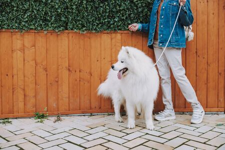 Caucasian old lady and her pet going to parkの写真素材