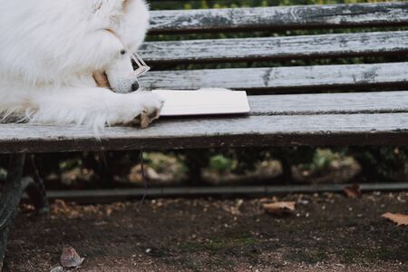 Cropped photo of pet laying near book on bench outsideの写真素材