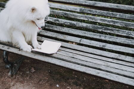 Cute fluffy well groomed pet sitting on bench outsideの写真素材