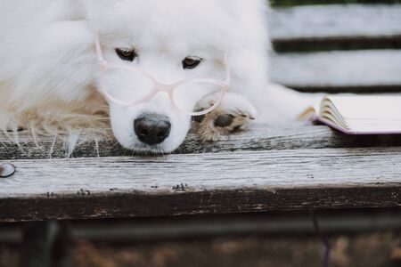 Pedigree sad well groomed pet laying near book on bench outside