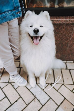 Nice pet sitting near female owner in streetの写真素材