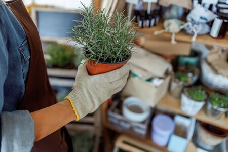 Cropped photo of a female herbalist holding a flowerpot of growing rosemary in her handの写真素材