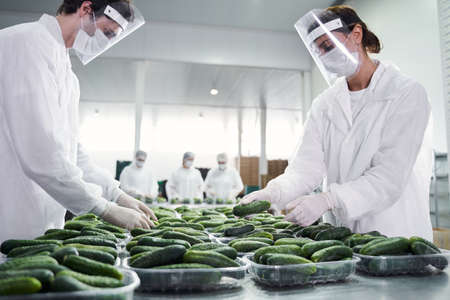 Focused skilled packers working at a plantの写真素材