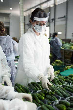 Female workers arranging vegetables in plastic traysの写真素材
