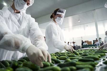 Skilled workers sorting vegetables at a hypermarketの写真素材