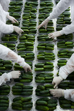 Packers arranging vegetables in plastic food containersの写真素材