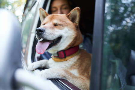 Dog enjoying a car rideの写真素材
