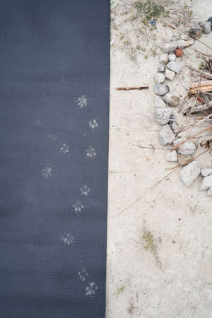 Puppy footprints on the mat