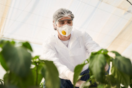 Male agronomist working with plants in hothouseの写真素材