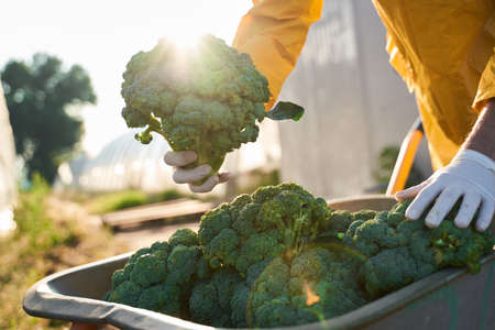 Farmer with harvest of broccoli in gardenの写真素材