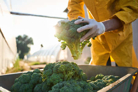 Male farmer gathering green harvest on plantationの写真素材