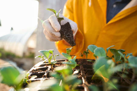 Male farmer planting seedling on plantation outdoorsの写真素材