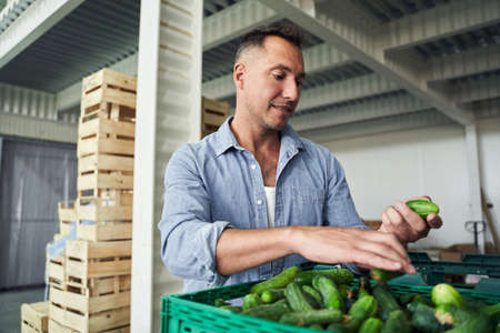 Worker in warehouse sorting cucumbersの写真素材