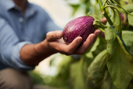 Hand holding raw eggplantの写真素材