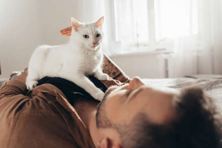 White cat laying at his bearded owner and looking at the camera while relaxingの写真素材