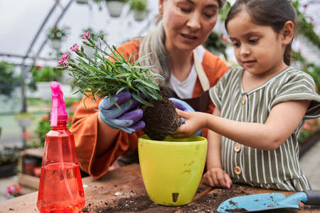 Grandmother giving advice to her granddaughter how best to putting flower into the potの写真素材