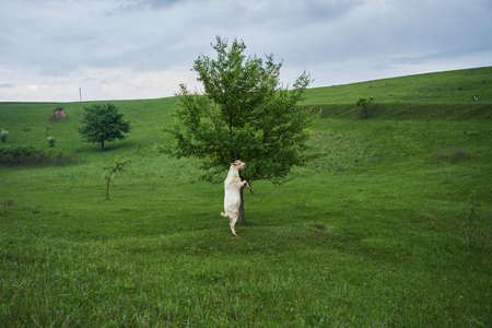 Goat eating green leafs from the tree at the empty meadowの写真素材