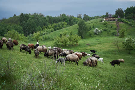 Goats and ships walking at the green hill while enjoying of the life at the natureの写真素材