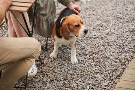 Beagle dog looking away while standing near the legs of his ownersの写真素材