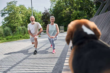 Senior spouses making lunges and looking at their beagle dog while training