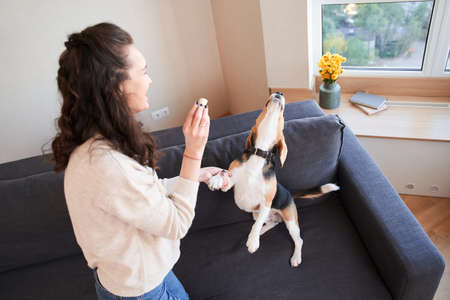 Woman giving a treat to her bouncing of joy spotted dog