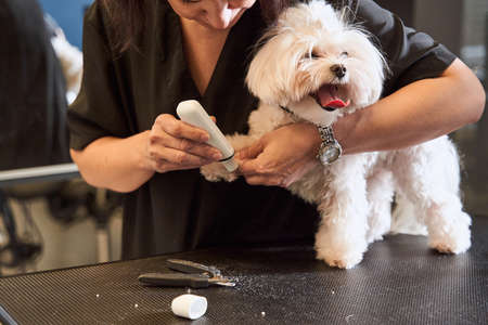 Female groomer doing haircut for cute white maltipooの写真素材
