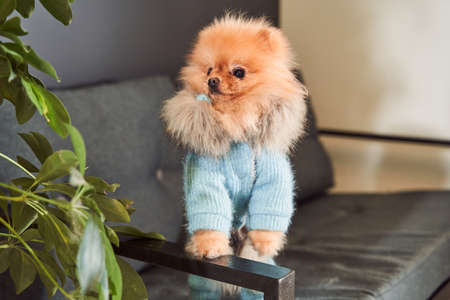 Calm clever dressed spitz dog sitting on comfortable sofaの写真素材