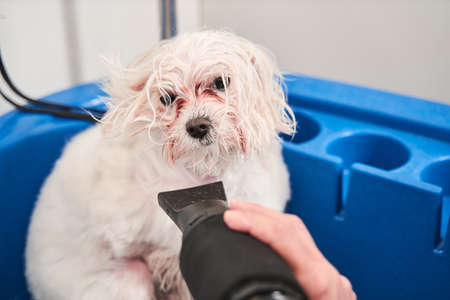 Domestic animal getting hair cutの写真素材