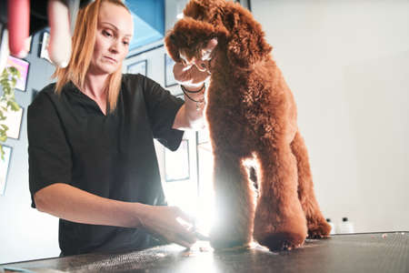 Professional groomer loves her job connected with petsの写真素材
