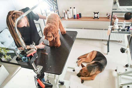 Apricot labradoodle standing at the grooming tableの写真素材