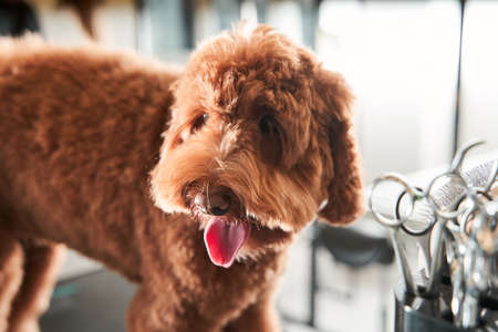 Beautiful apricot pet labradoodle calmly going through hair cuttingの写真素材