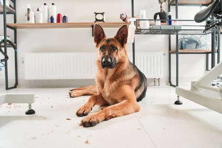 Shepherd dog laying at the floor at the grooming salonの写真素材