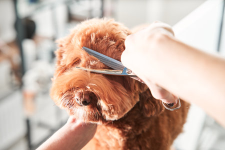 Groomers holding tools at the hands near muzzleの写真素材