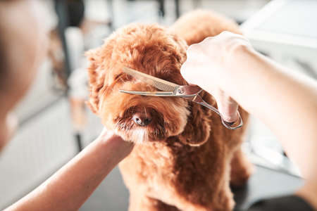 Groomer using tools, scissors for neatly hair cuttingの写真素材