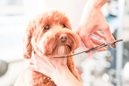 Beautiful apricot pet labradoodle calmly going through hair cutting