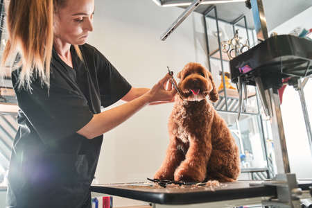Professional groomer loves her job connected with petsの写真素材