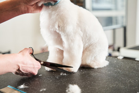 Domestic animal, pet maltipoo with overgrown hairの写真素材