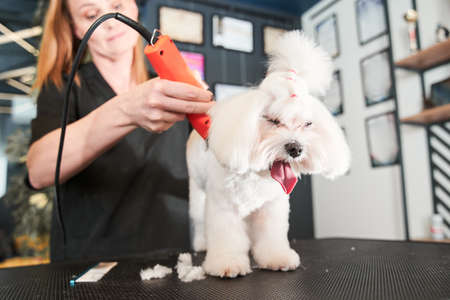 Professional groomer loves her job connected with petsの写真素材