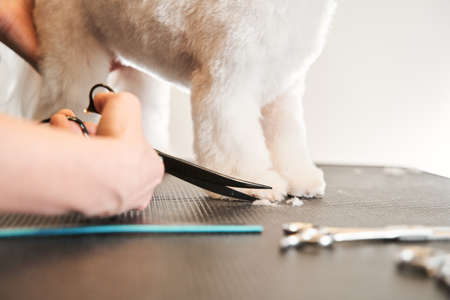 Grooming a little dog in a hair salon for dogsの写真素材