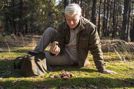 Old man pensioner sitting at the grass and examining mushrooms in wild forest