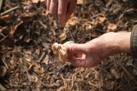 Unrecognizable picker holding knife and mushroom while collecting itの写真素材