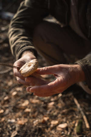 Senior man kneeling at the forest and holding mushroom and knife after the collectingの写真素材