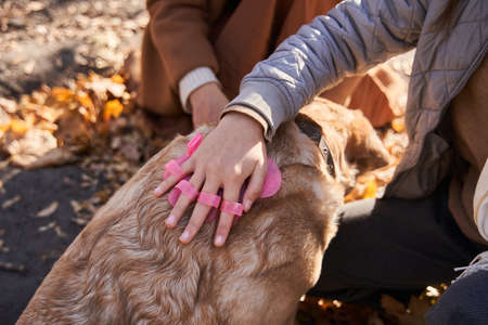 Teen girl brushing fur of her lovely labrador dogの写真素材
