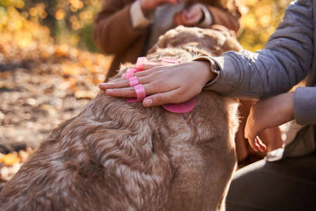 Little girl holding special hand comb and taking care of her lovely labrador dog