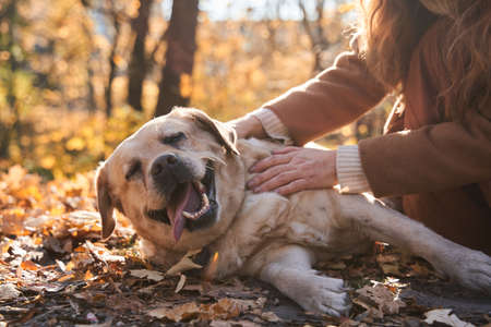 Funny labrador dog feeling happy while spending time with his ownerの写真素材
