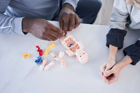 Top view shot of young multiracial father using human body anatomy puzzle toy to teaching his caucasian preschooler son during the weekend at homeの写真素材