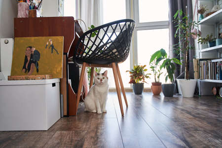 Cute domestic cat sitting under the armchair, while spending time at the home interiorの写真素材