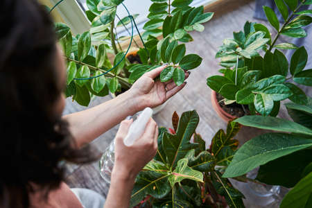 Woman spraying with fertilizer at her domestic plants while spending time with her flowers at home