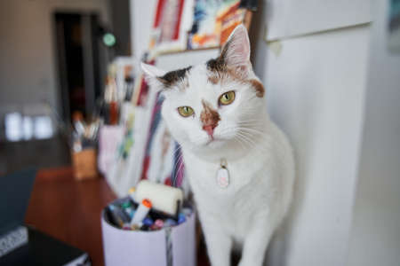 White spotted cat with green eyes sitting at home with a lot of paintings at the background